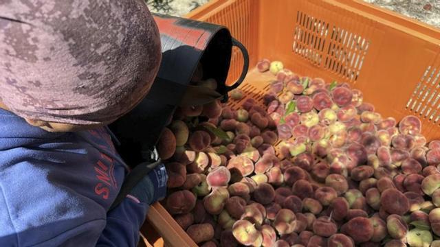 Las previsiones para este año son de una mayor producción en las explotaciones de la Región.