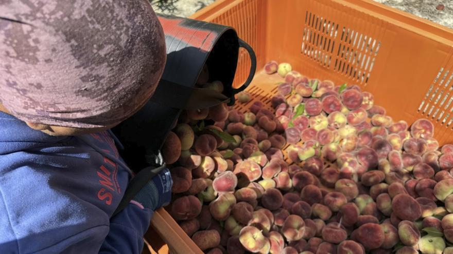 Fecoam prevé una campaña de fruta de hueso con más calidad y producción