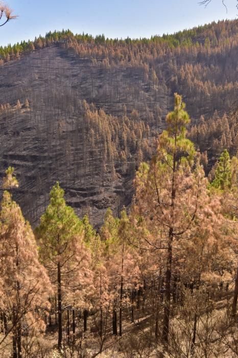 Quemas prescritas por el Cabildo de Gran Canaria