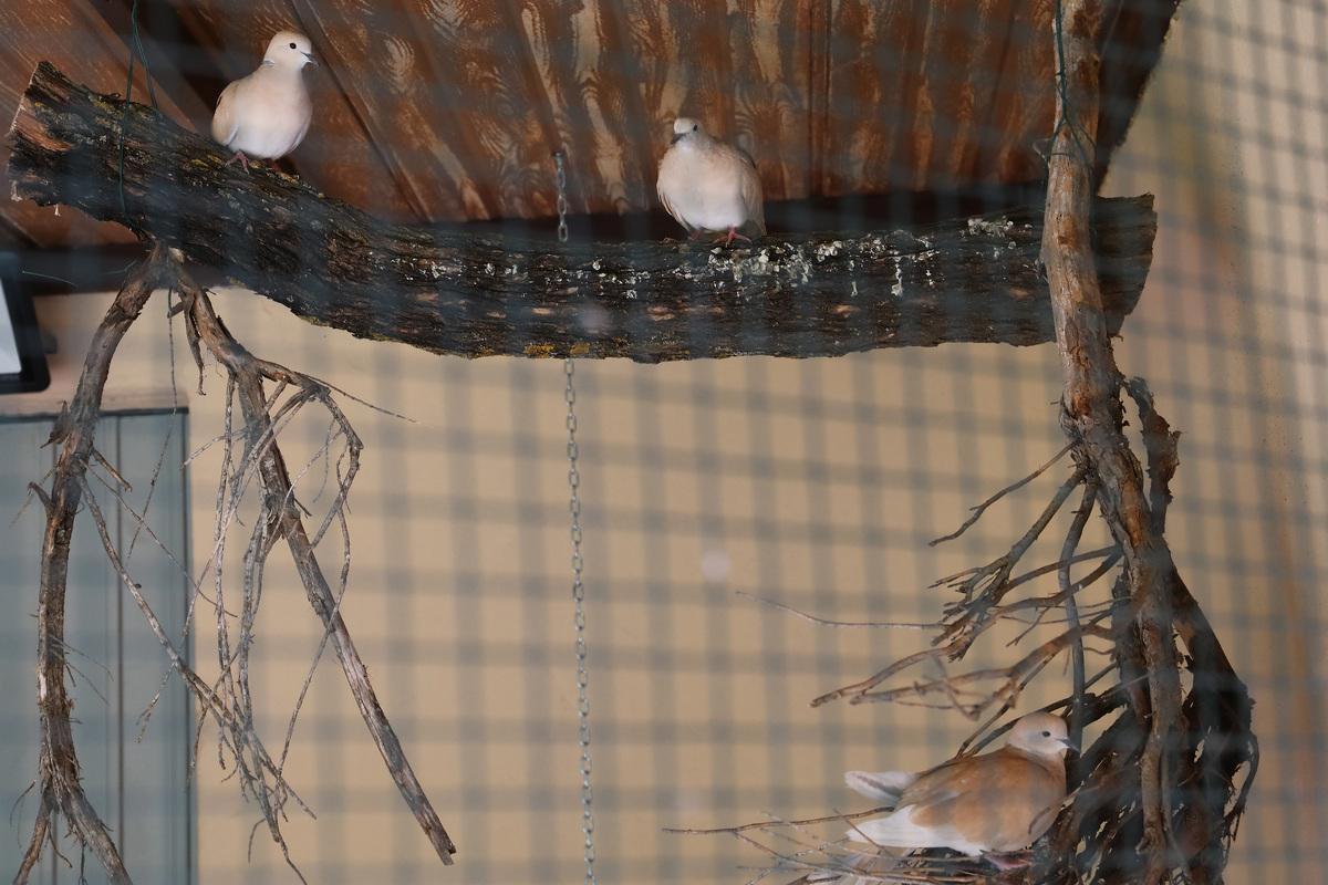 Tórtolas diamante. Zoo de Aves de Herrera de Pisuerga