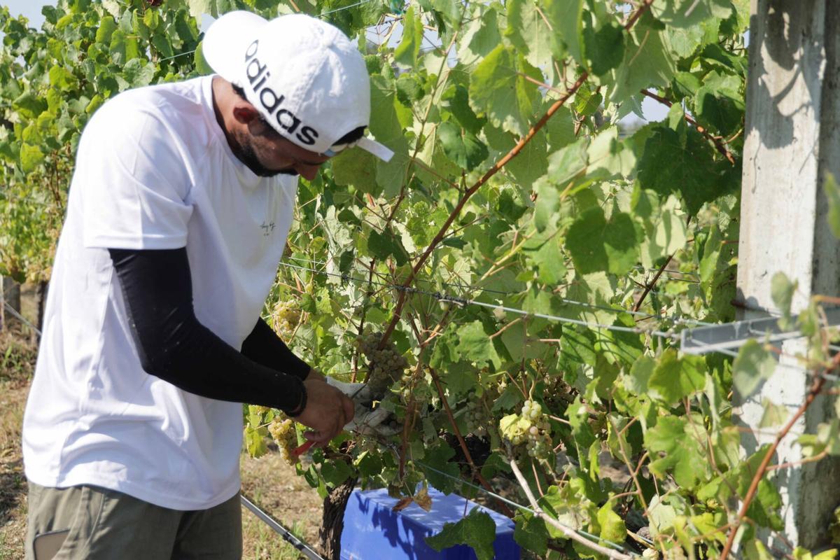 La vendimia iniciada esta mañana en Bodegas Santiago Ruiz (O Rosal). La vendimia iniciada esta mañana en Bodegas Santiago Ruiz (O Rosal).