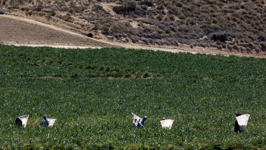 Una de cada siete personas afiliadas a la Seguridad Social en la provincia de Alicante es extranjera