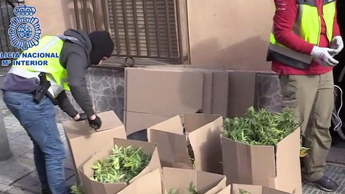 Agentes de Policía Nacional guardan en cajas las muestras de un cultivo de marihuana incautado en Murcia el pasado 21 de diciembre.