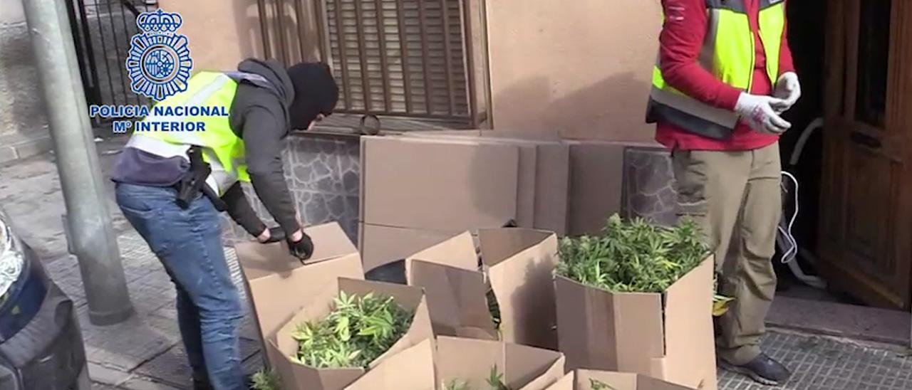 Agentes de Policía Nacional guardan en cajas las muestras de un cultivo de marihuana incautado en Murcia el pasado 21 de diciembre.