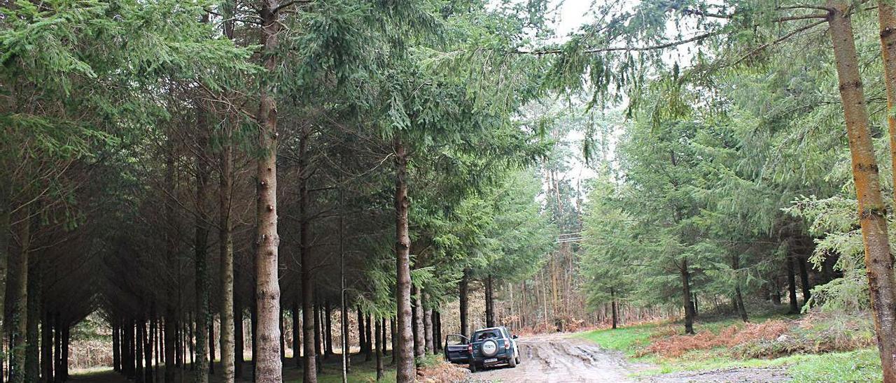 Los estudios se centran en especies de posible interés forestal en un escenario de cambio climatico.