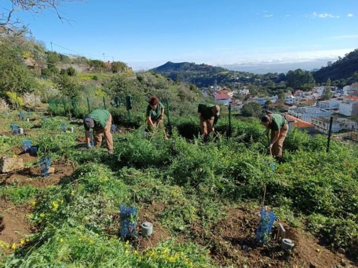 Plantación de árboles en el marco del programa del Cabildo  Fomento para el Empleo.