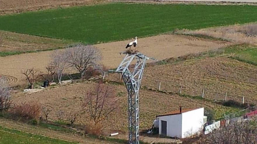 Cigüeñas menos viajeras