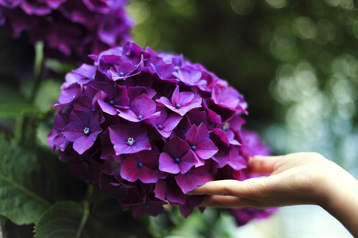 hydrangeas gac46b17cf 1920