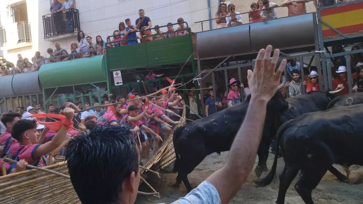 Un vecino de 72 años, corneado en la espalda en la última sesión de "bous al carrer" de Pedreguer