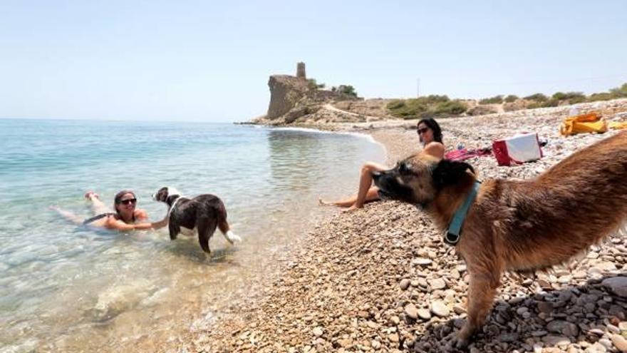 Torrevieja quiere habilitar su playa de perros en una zona rocosa