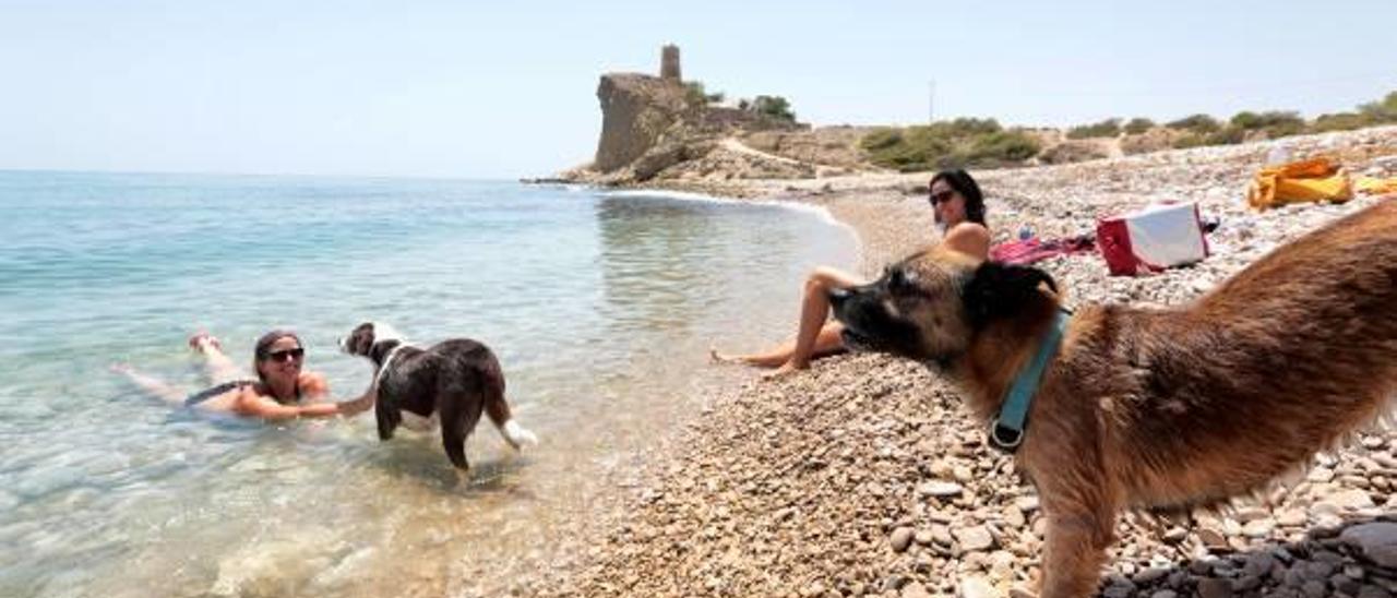 Torrevieja quiere habilitar su playa de perros en una zona rocosa