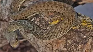 Encuentran una serpiente en una nave industrial del Polígono Costa Sur