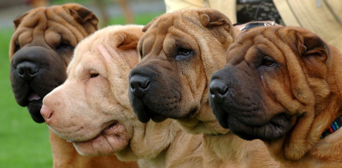 Perros de la raza Shar Pei en una foto de archivo.