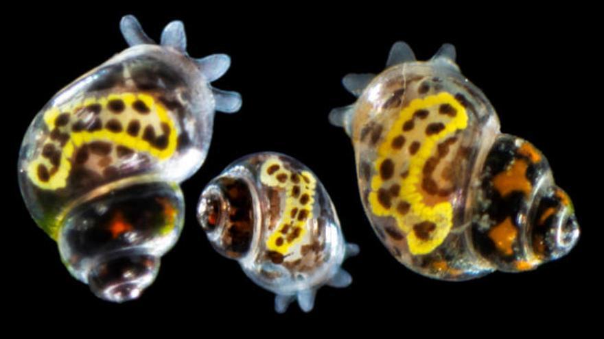 Ejemplares de la nueva especie hallada en Lanzarote, un caracol marino.