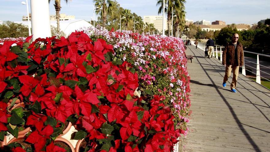 Flor de Pascua en los extremos del puente de las Flores