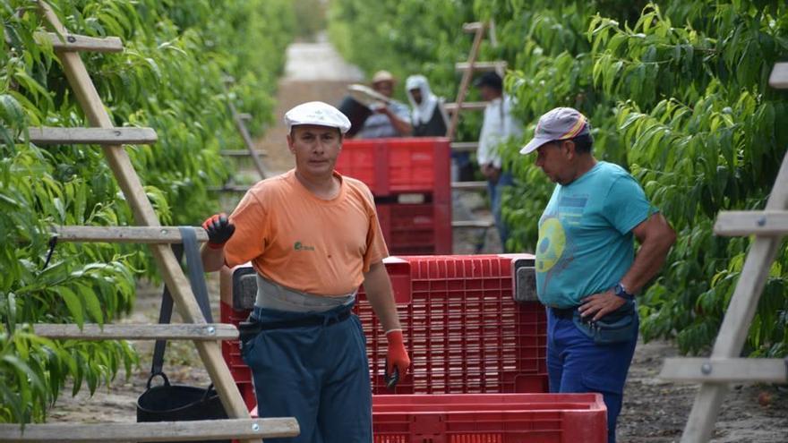 Jornaleros recogen fruta en la finca La Carrichosa de Cieza; los agricultores se quejan de los especuladores y los bajos precios.