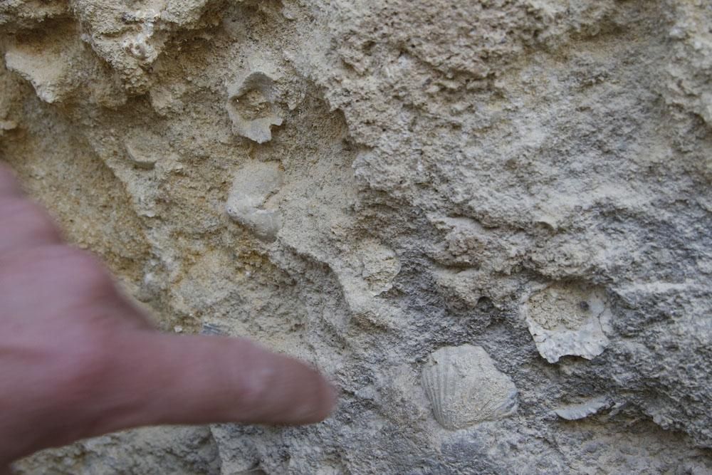 Los habitantes de la Mezquita Catedral del mioceno