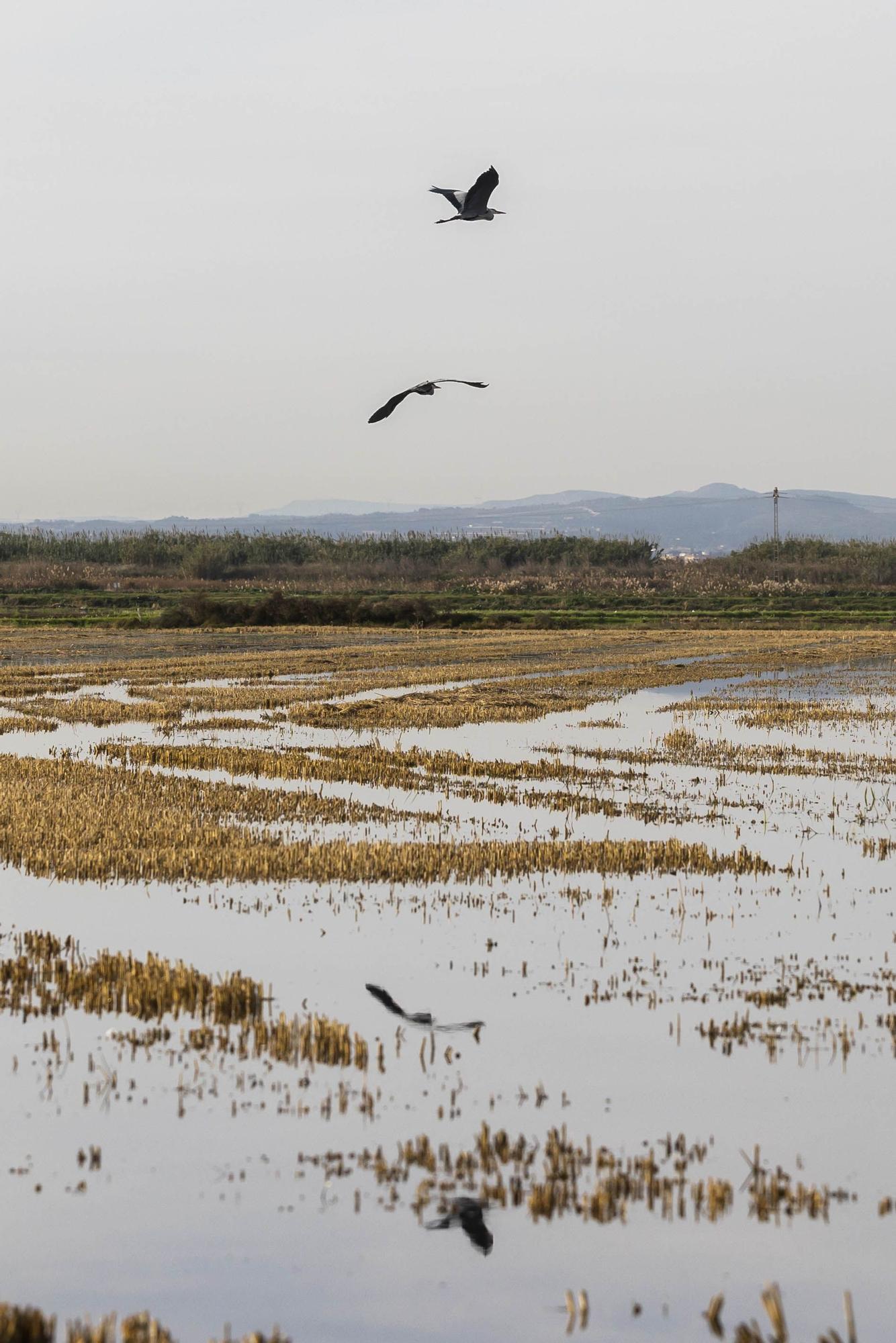 L'Albufera y su biodiversidad disfrutan de una caudal histórico