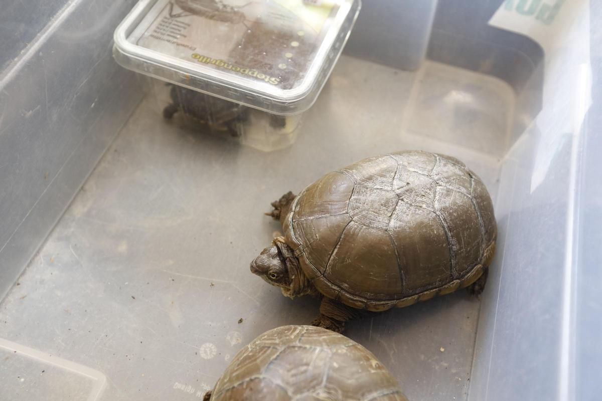 Diese Schildkröten sollen zwei Deutsche auf Mallorca illegal gezüchtet haben Diese Schildkröten sollen zwei Deutsche auf Mallorca illegal gezüchtet haben