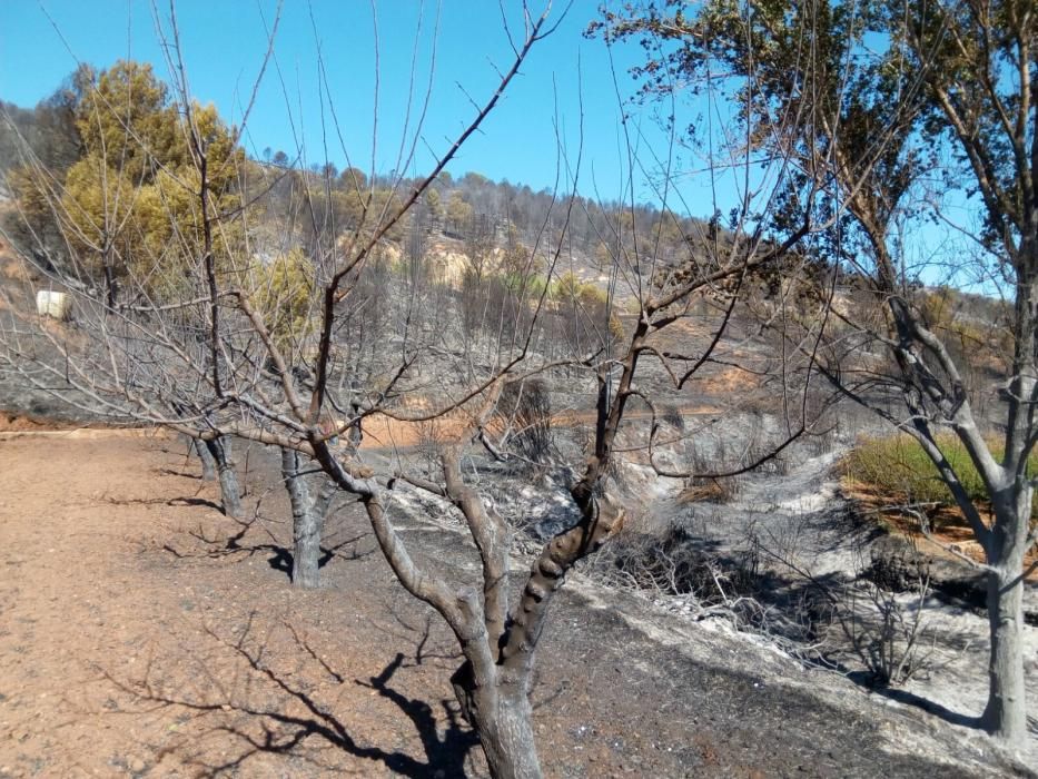 Paisaje que ha quedado en Bolbaite tras el paso del fuego.