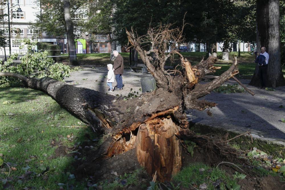 Daños por el temporal en Gijón.