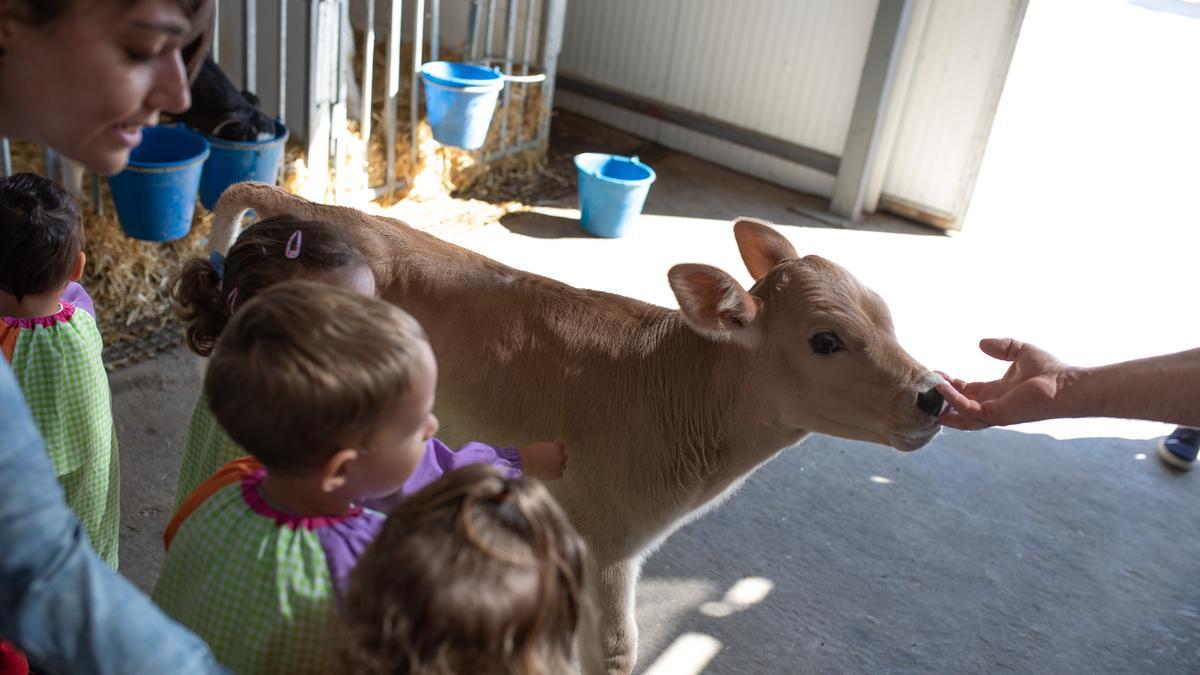 La visita de una guardería a una granja de vacas
