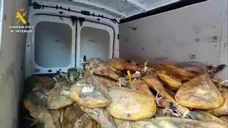Detenidos por robar 296 jamones y paletillas y 448 cañas de lomo ibérico en Villanueva de Córdoba