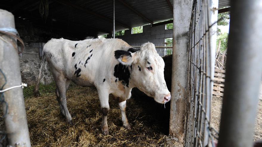 Ascienden a 13 los focos del &quot;COVID de las vacas&quot; en Galicia, con 10 reses muertas