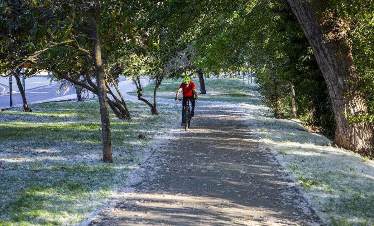 Zamora, en nivel rojo por altas concentraciones de polen de gramíneas