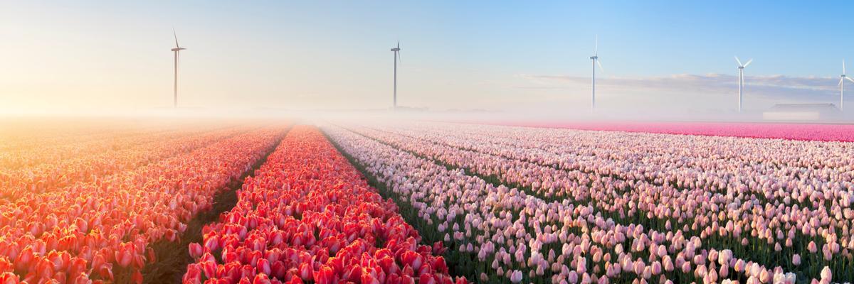 Campo de Tulipanes, Holanda