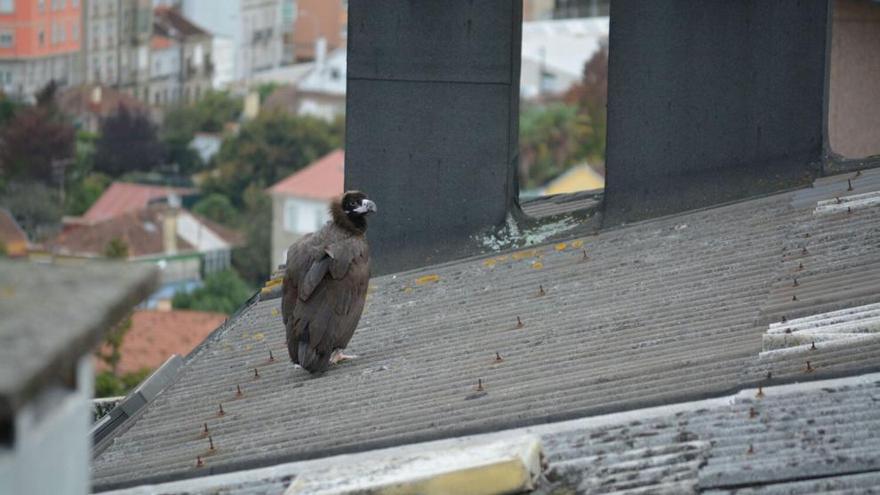 Un buitre negro genera gran expectación en Gran Vía