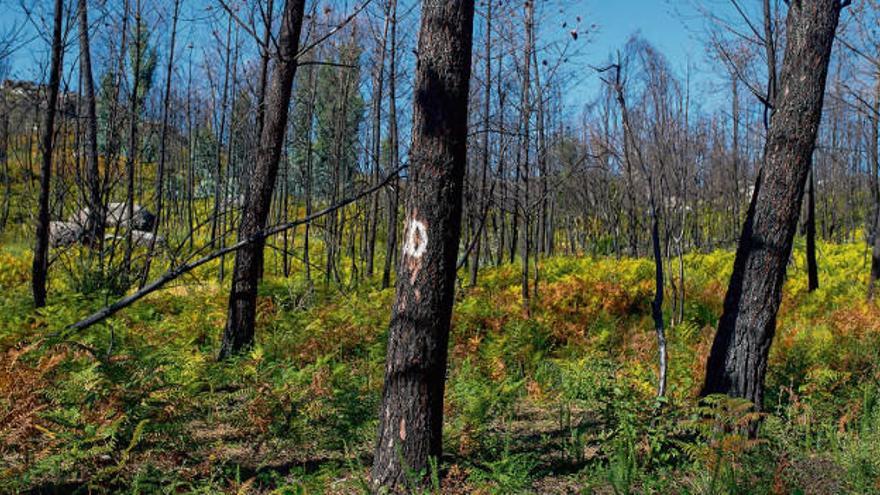 Árboles señalados para cortar en Carballeda de Avía, después de los incendios forestales. // Brais Lorenzo