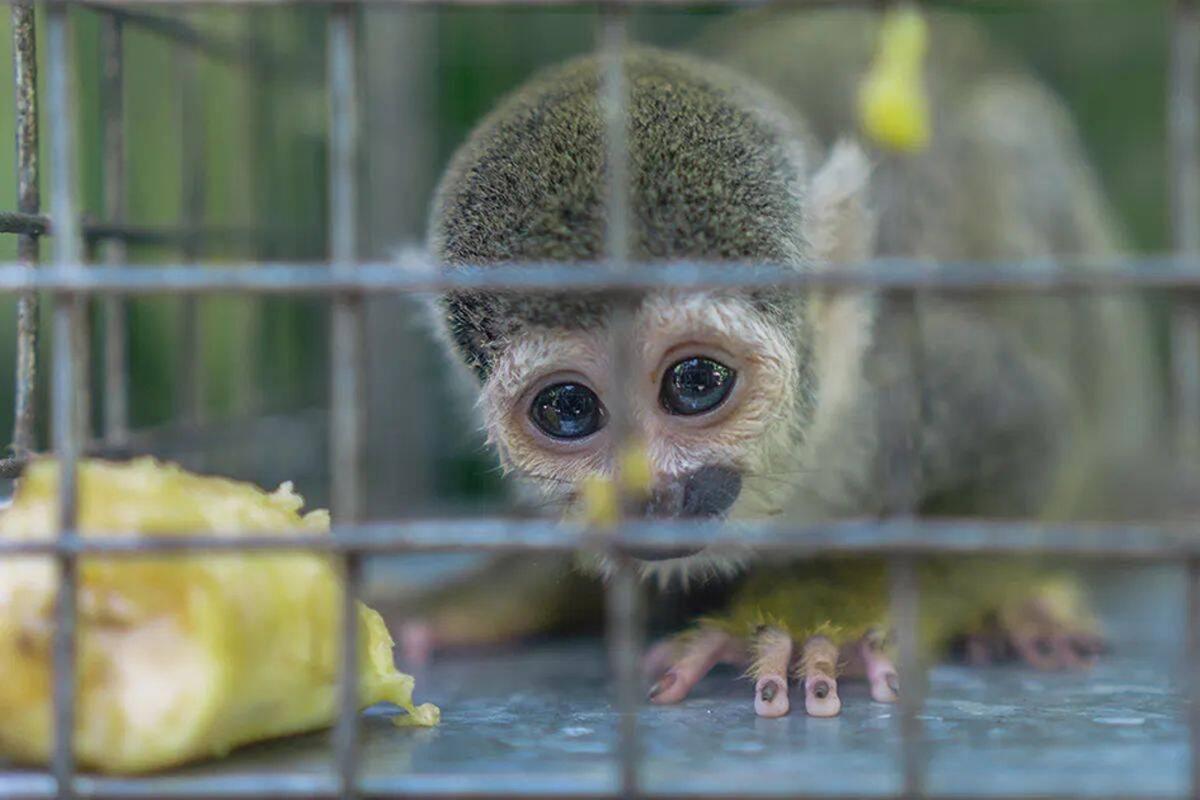 Molts dels animals exòtics que arriben a les llars procedeixen del tràfic il·legal