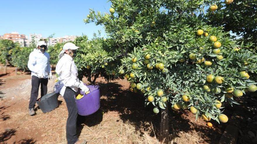 La rentabilidad de los cítricos de Castellón cae por la mala calidad de la fruta