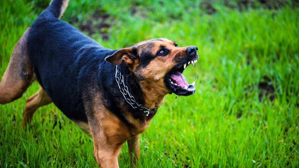 Un perro en actitud agresiva