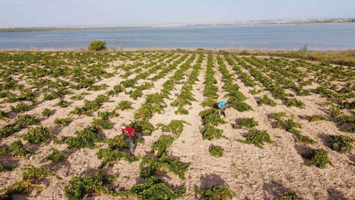 La vendimia en las parcelas junto a la laguna salada de La Mata es una de las más tempranas de la península, ya que se realiza a finales de julio.