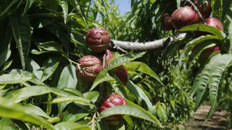 La lluvia daña hasta el 40 % de la fruta en campos de nectarinas y albaricoques