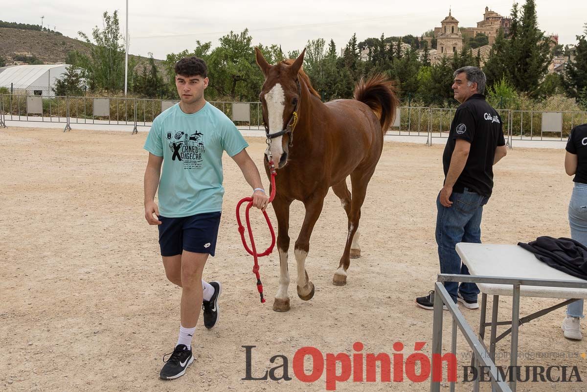 Control veterinario de los Caballos del Vino en Caravaca