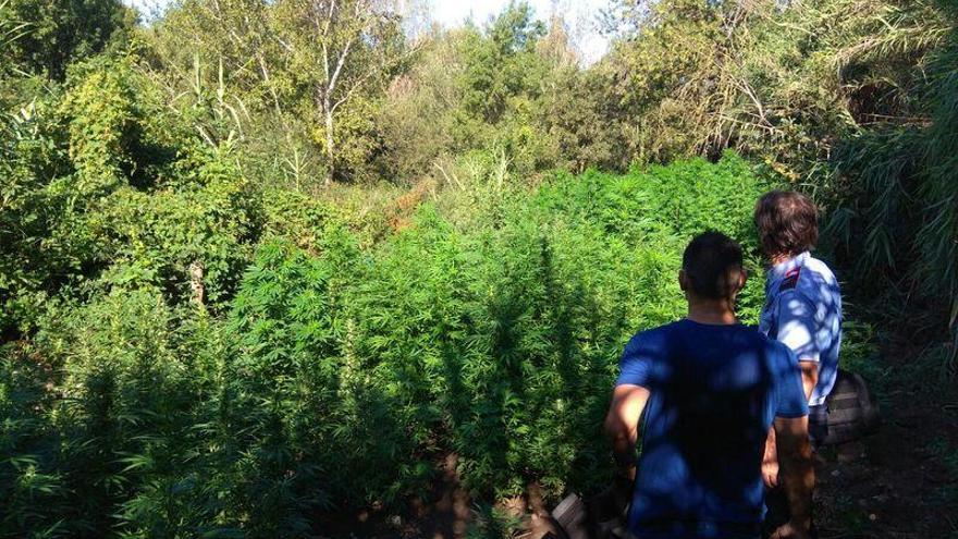 Troben tres plantacions de marihuana amb un valor de 188.800 euros al mercat il·lícit