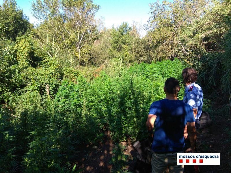 Localitzen tres plantacions de marihuana a l'Alt Empordà
