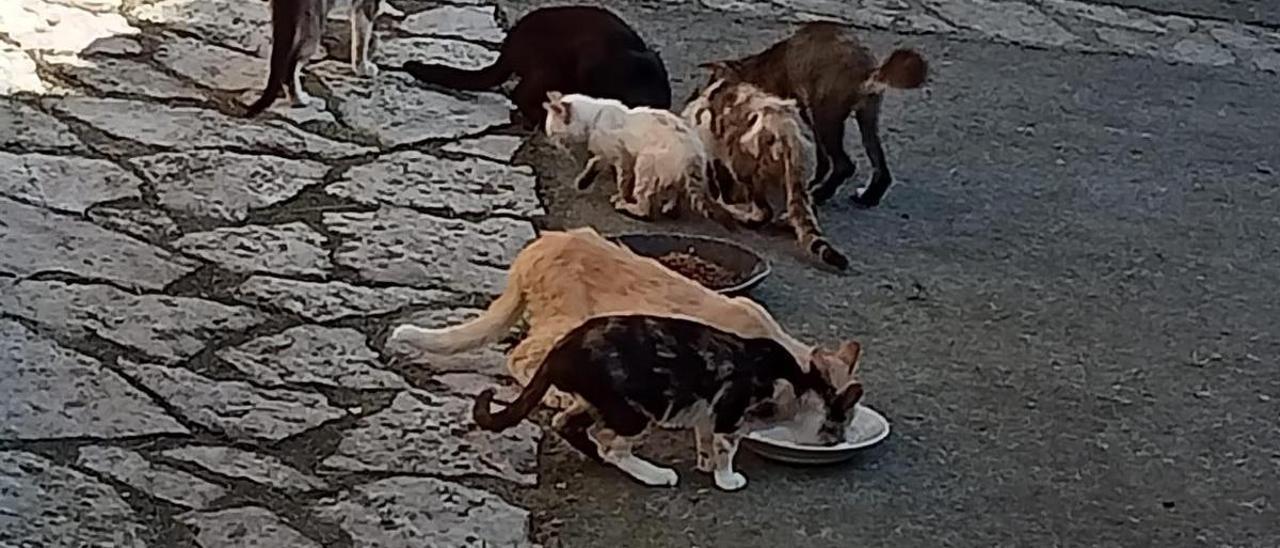 Gatos de la colonia, en La Vara.