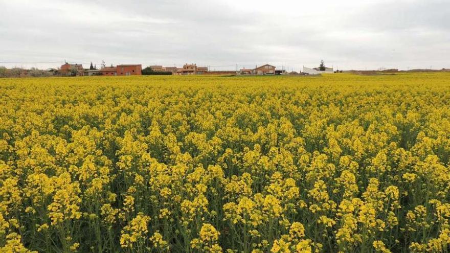 Aspecto que presentaban ayer los campos de cultivo de colza a la entrada de Santibáñez de Vidriales.