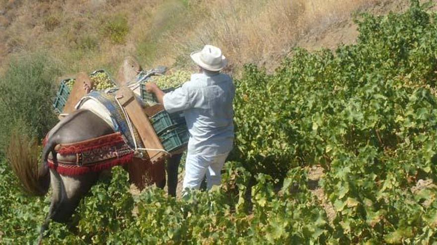 Un agricultor en la vendimia en la Axarquía