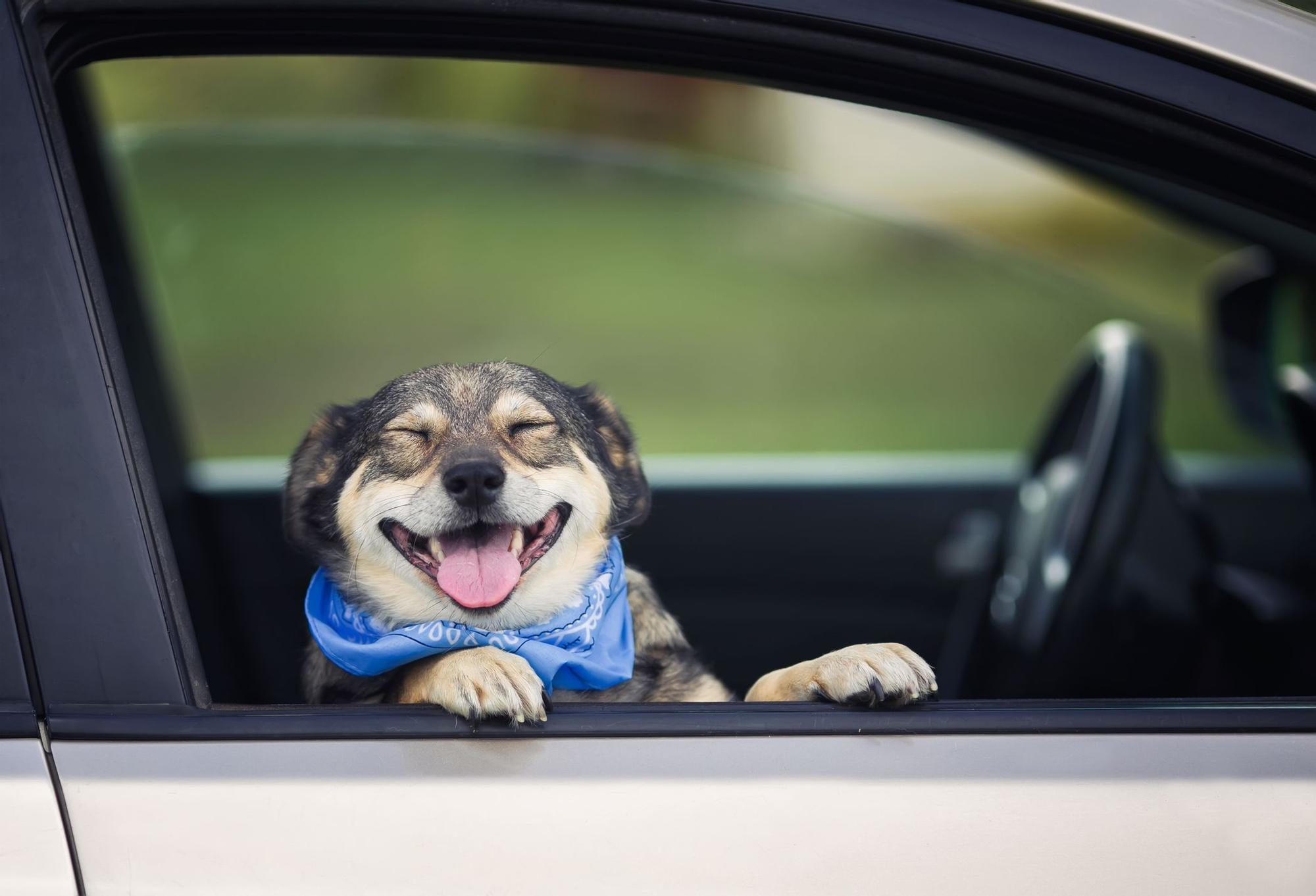 No debes dejar a tu perro solo en el coche