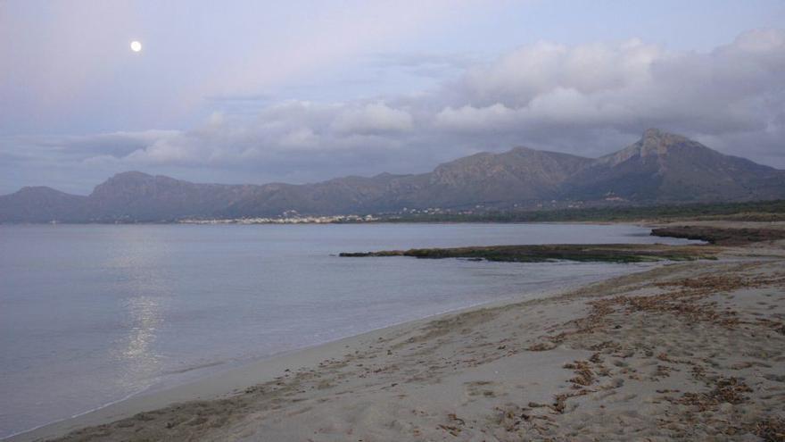Els lliris de platja