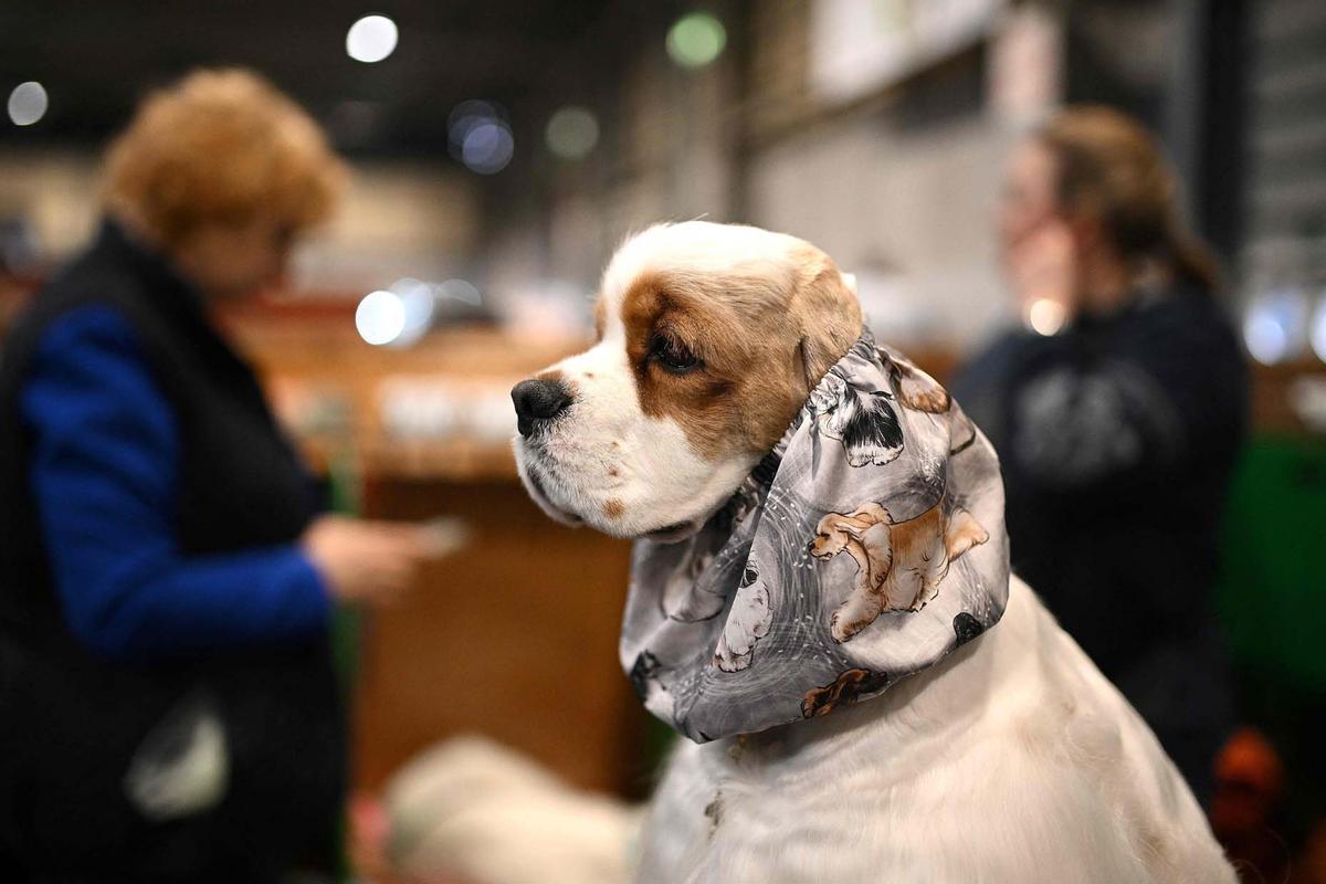 Exposición canina en el Centro Nacional de Exposiciones de Birmingham