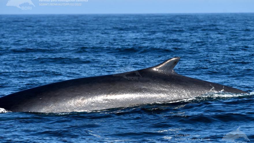 ¿Sabes por qué son buenas las heces de ballena en las Rías Baixas?