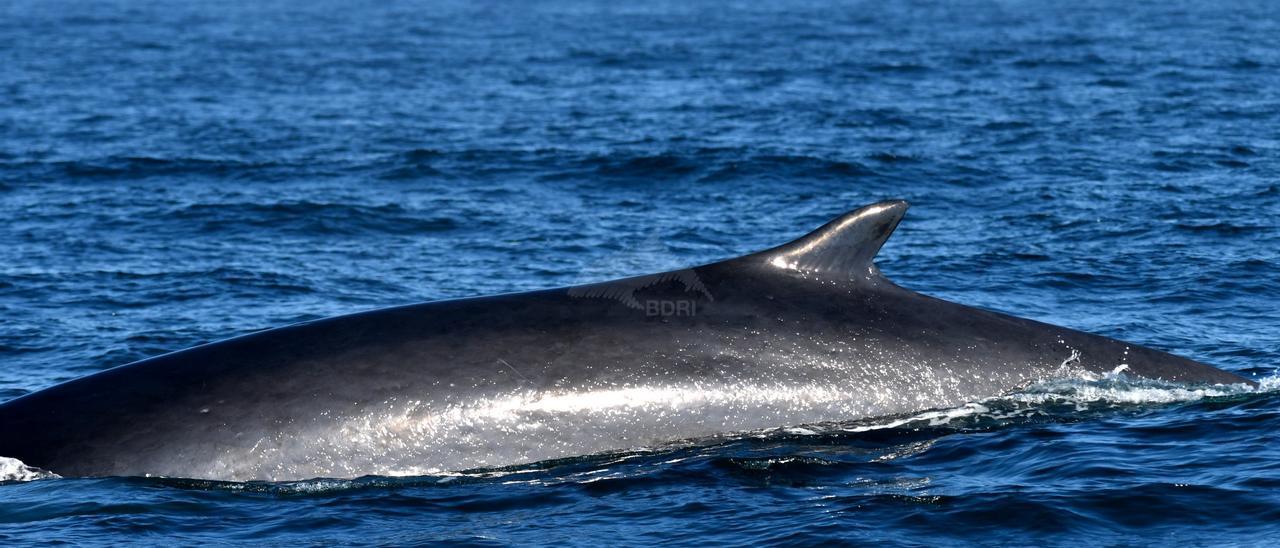 Una de las ballenas estudiadas anteayer.