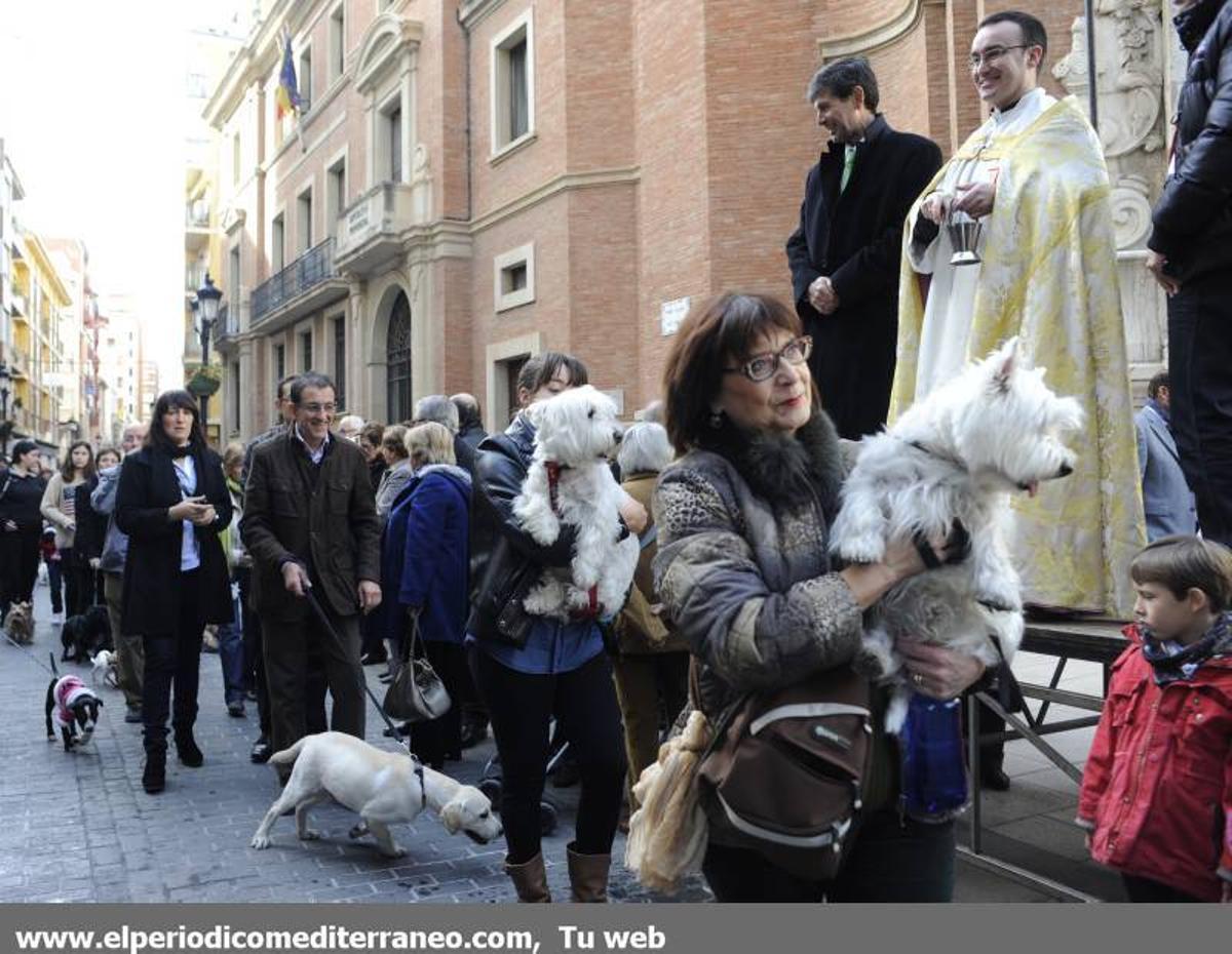 GALERÍA FOTOS - La provincia celebra Sant Antoni