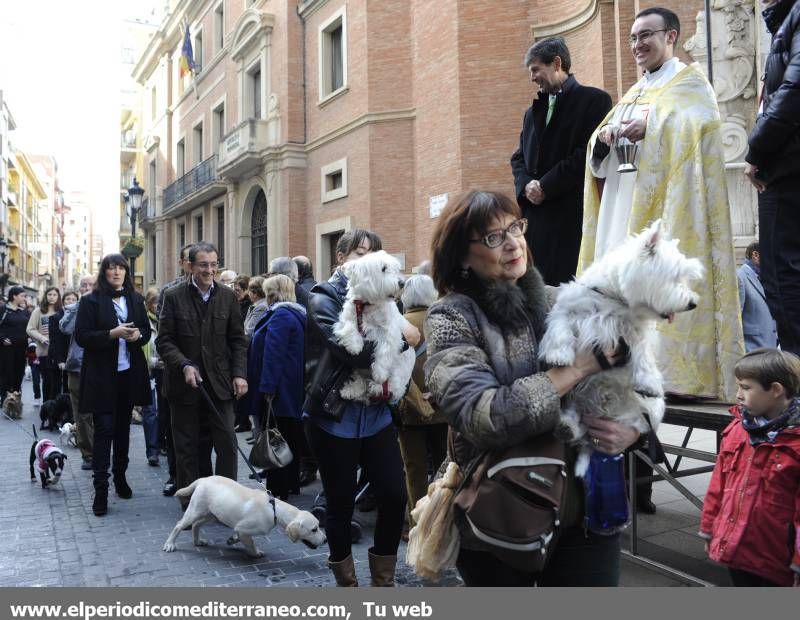 GALERÍA FOTOS - La provincia celebra Sant Antoni